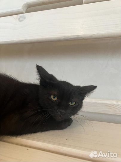 Котодевочка 3 месяца