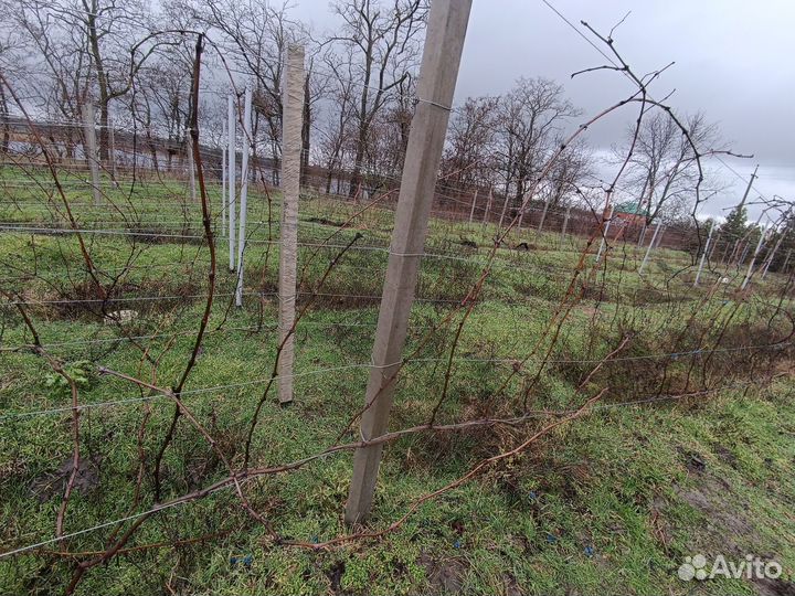 Черенки винограда