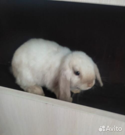 Кролик вислоухий