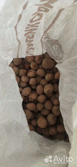 Семенной картофель