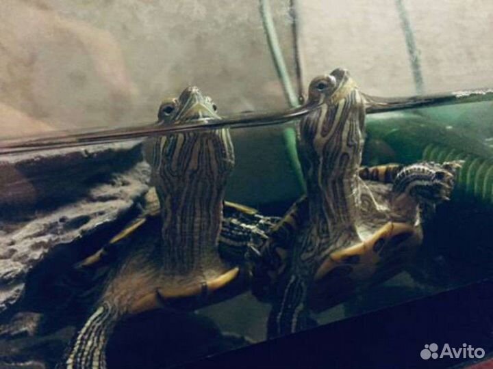 Красноухие черепахи