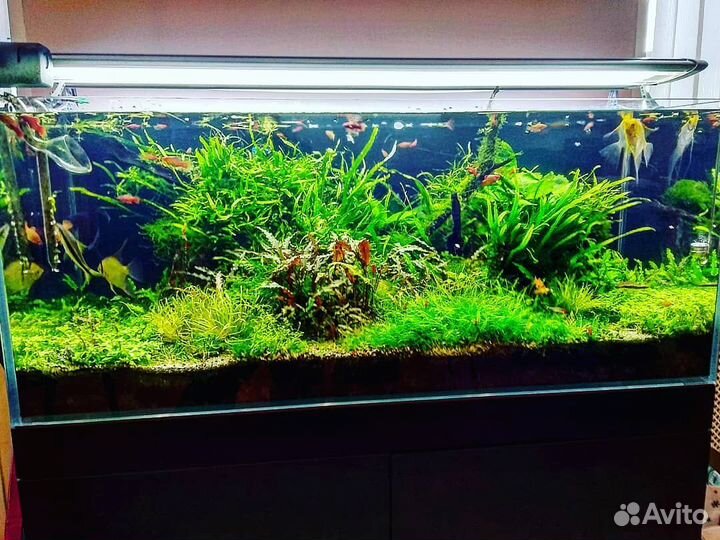 Обслуживание, запуск аквариумов