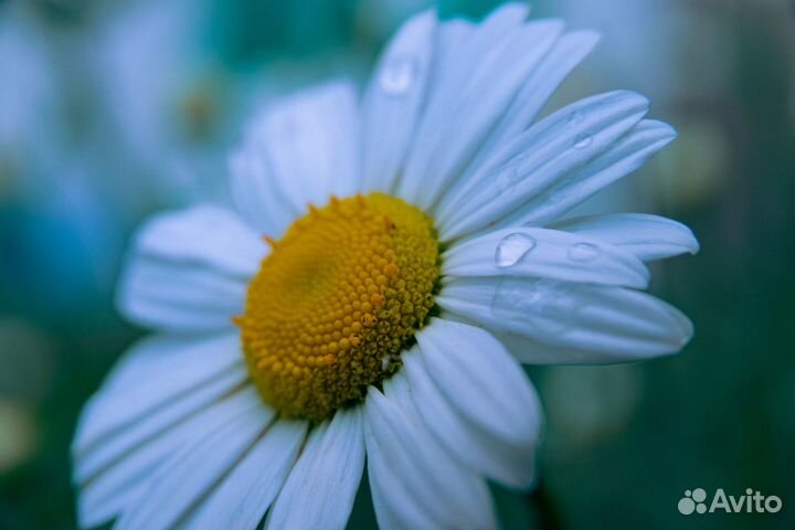 Продам объективы Nikon F