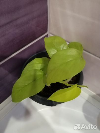 Бегония сциндапсус сансевиерия сингониум