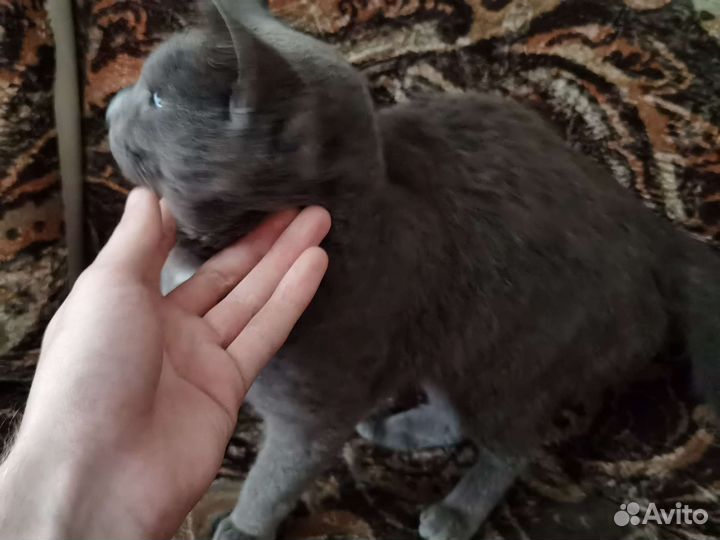 Кот британский