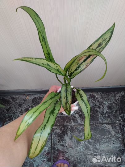 Калатеи, аглаонемы