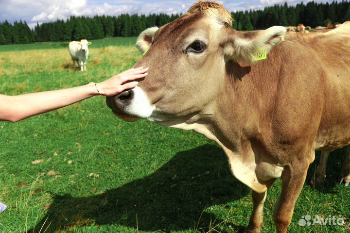 Фермерские продукты из Марий Эл доставка до двери