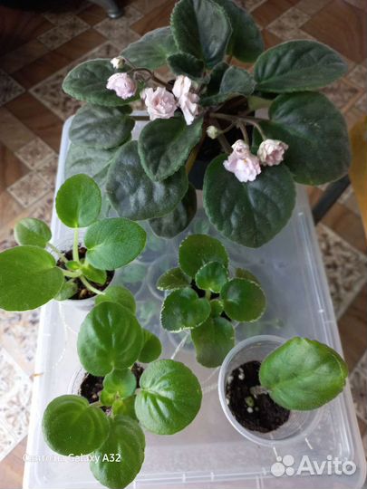 Фиалка сортовая. Наборы