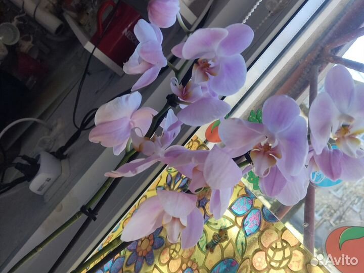 Орхидея фаленопсис