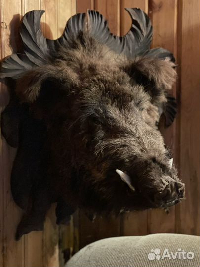 Чучело головы кабана