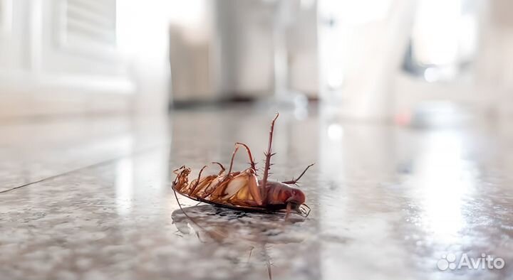 Уничтожение тараканов, блох, клопов. Гарантия 1 г