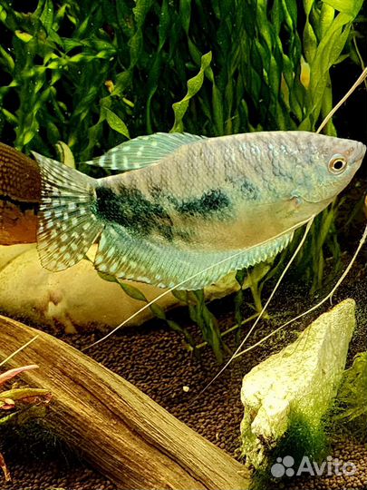 Аквариум с тумбой