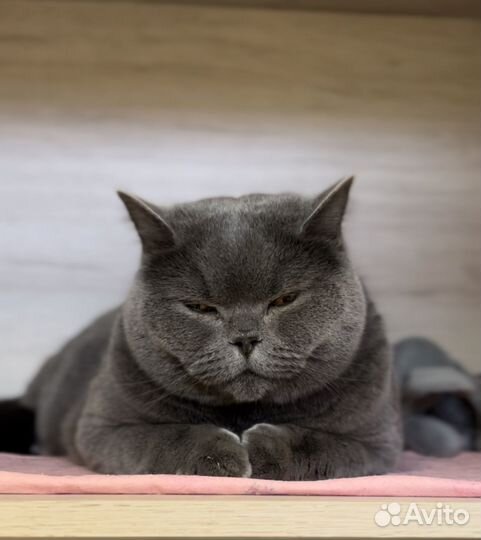 Зоогостиница (передержка) для кошек, грызунов