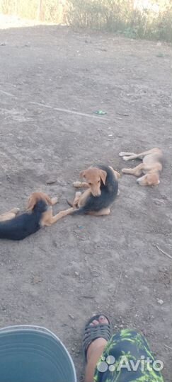 Русская гончая