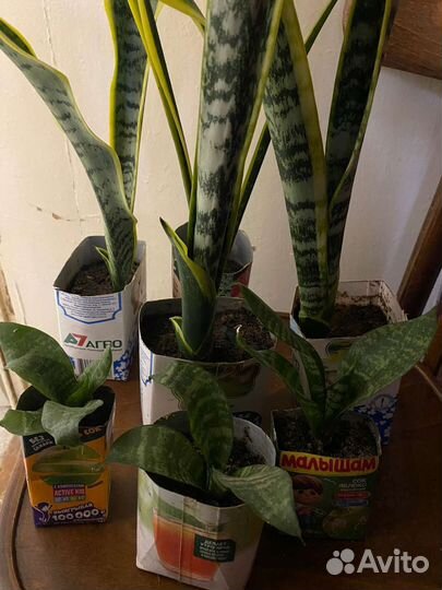 Сансевиерия