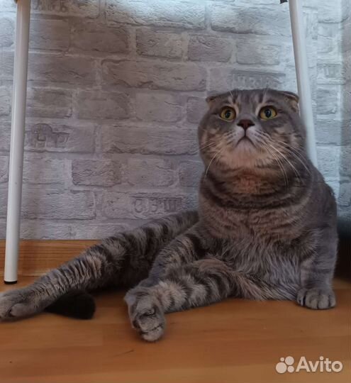 Передержка/ зооняня/гостиница для животных