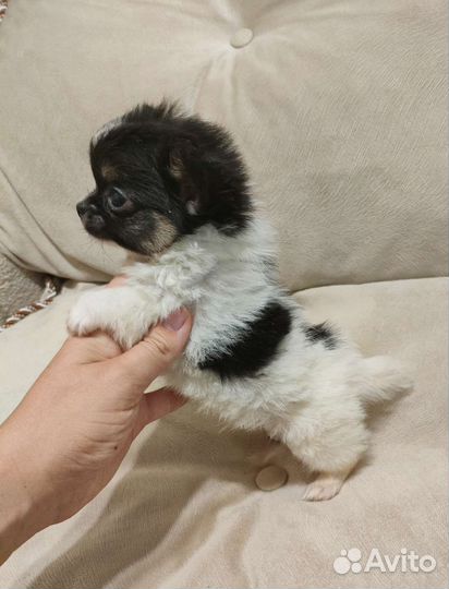 Чихуахуа мальчик мини