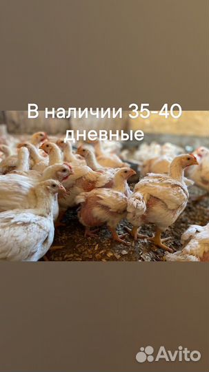 Индюшата cross Биг-6, бройлеры, утята, гусята