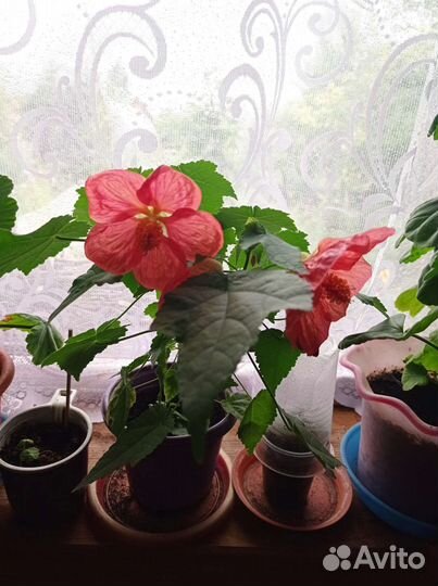 Абутилон (комнатный клён)