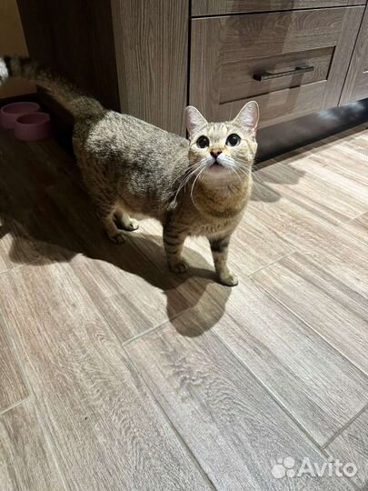 Отдаем кошку в связи с переездом