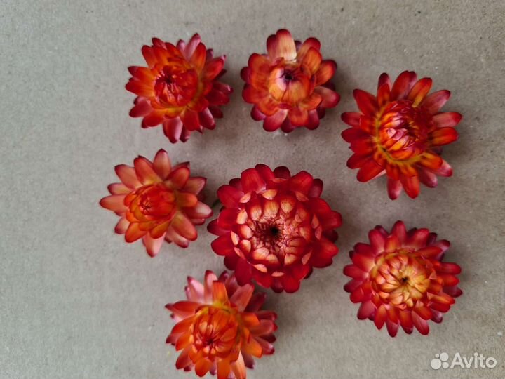 Гелихризум сухоцвет