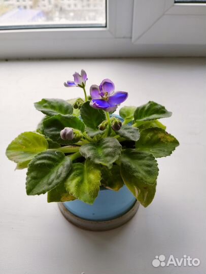 Комнатные растения цветы