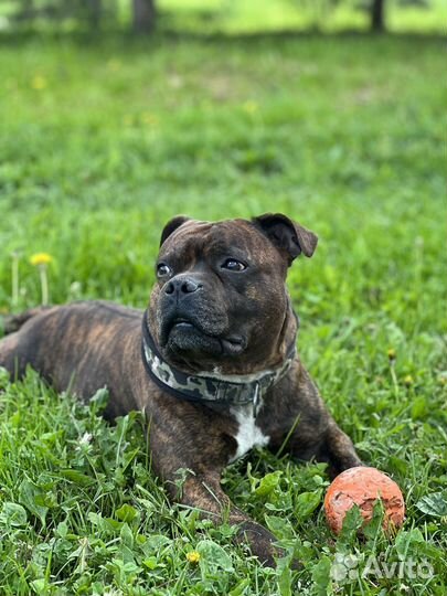 Вязка английский стаффордширский бультерьер