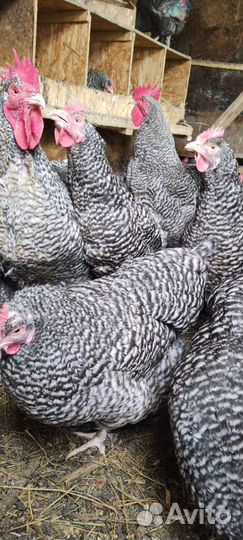 Мехеленская кукушка, Джерсийский гигант