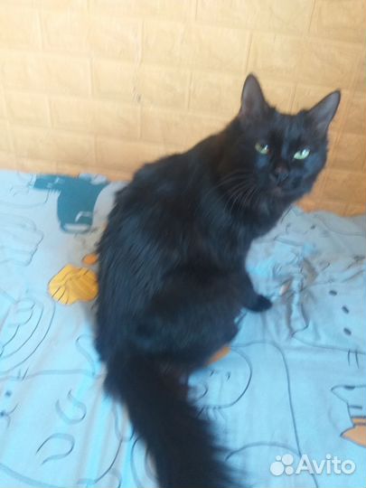 Отдам кота и кошку