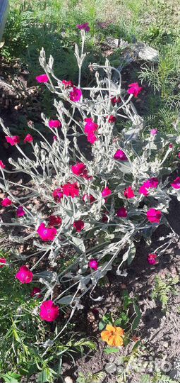 Цветы многолетники