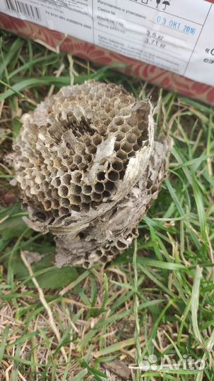 Осити-гнездище