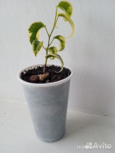 Фикус Бенджамина Ирен