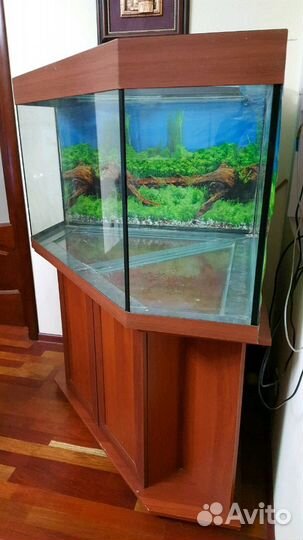 Угловой аквариум на 500 литров с тумбой