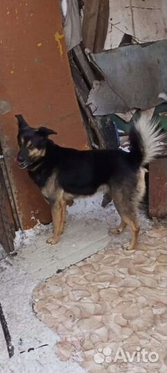 Молодой пес, отростки алоэ, козий жир