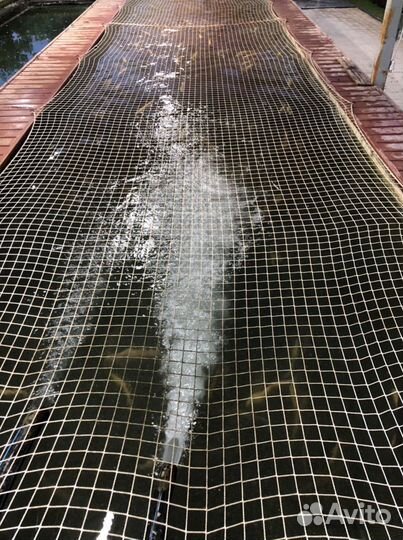 Форель Живая опт и розница