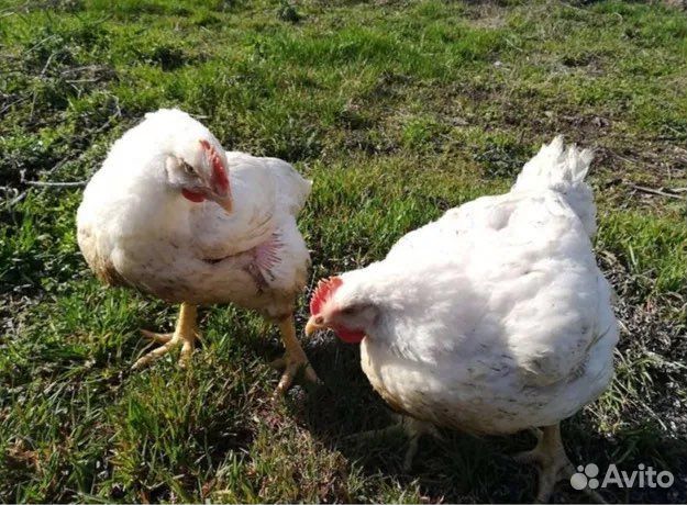 Мясо домашнего бройлера