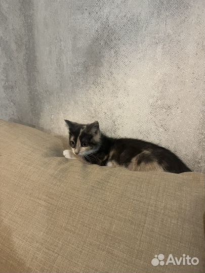 Кошечка Мия