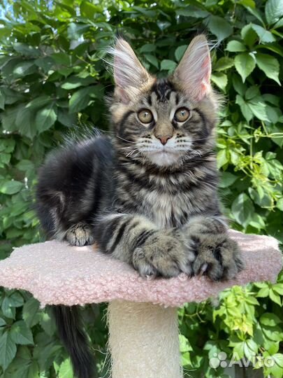 Котята мейн-кун