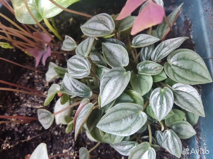 Пеперомия цена за все