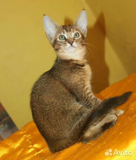 Абибенгалы, аби ориентал, абикуны