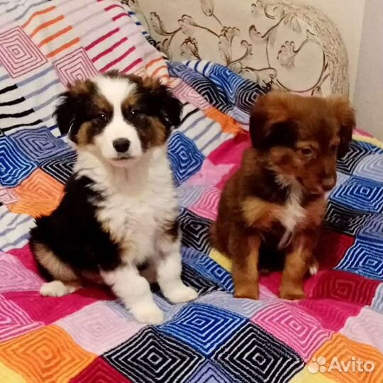 Щенки от бордер колли. В добрые руки