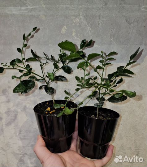 Мурайя, Муррайя метельчатая