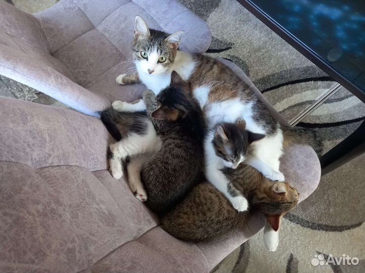 Котята в добрые руки бесплатно коты