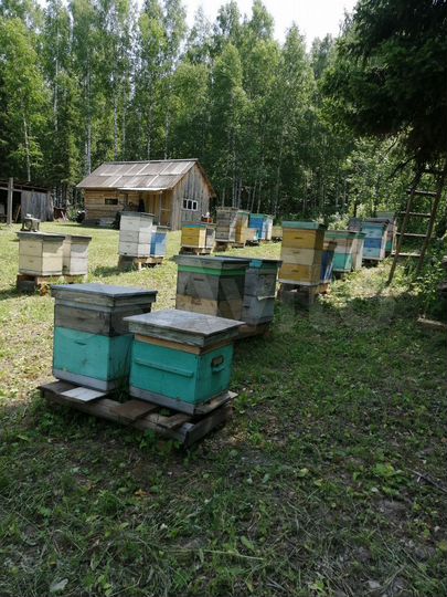 Участок 10 сот. (СНТ, ДНП)