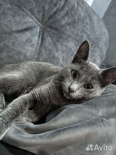 Потерялась кошка