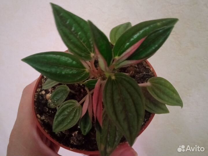 Сингониум моттлед, пеперомия россо