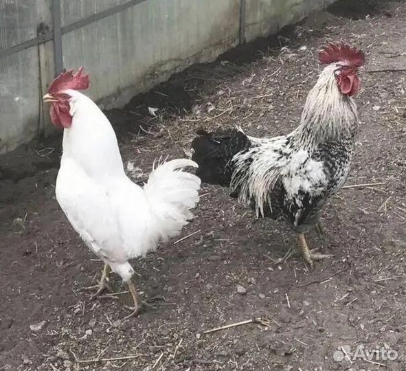 Молодые петухи