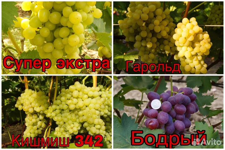 Черенки (чубуки) винограда