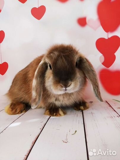 Крольчата редких окрасов