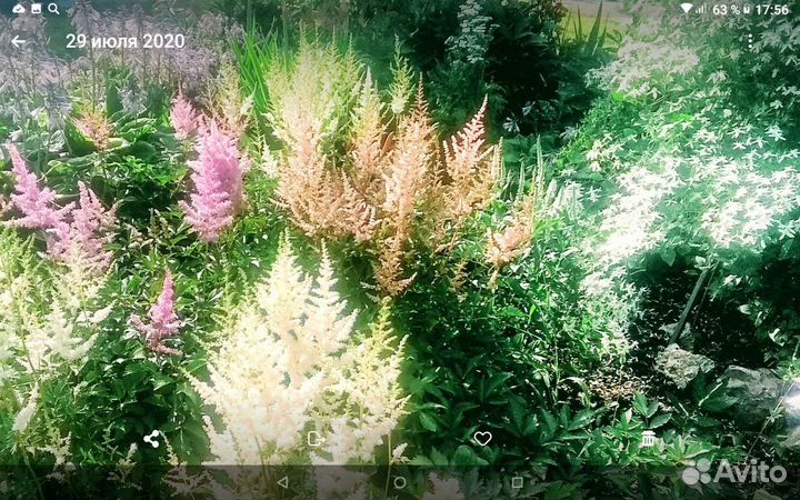 Декоративные растения для сада